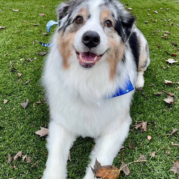 Meet your Posher, Lacee - Picture 5 of 7